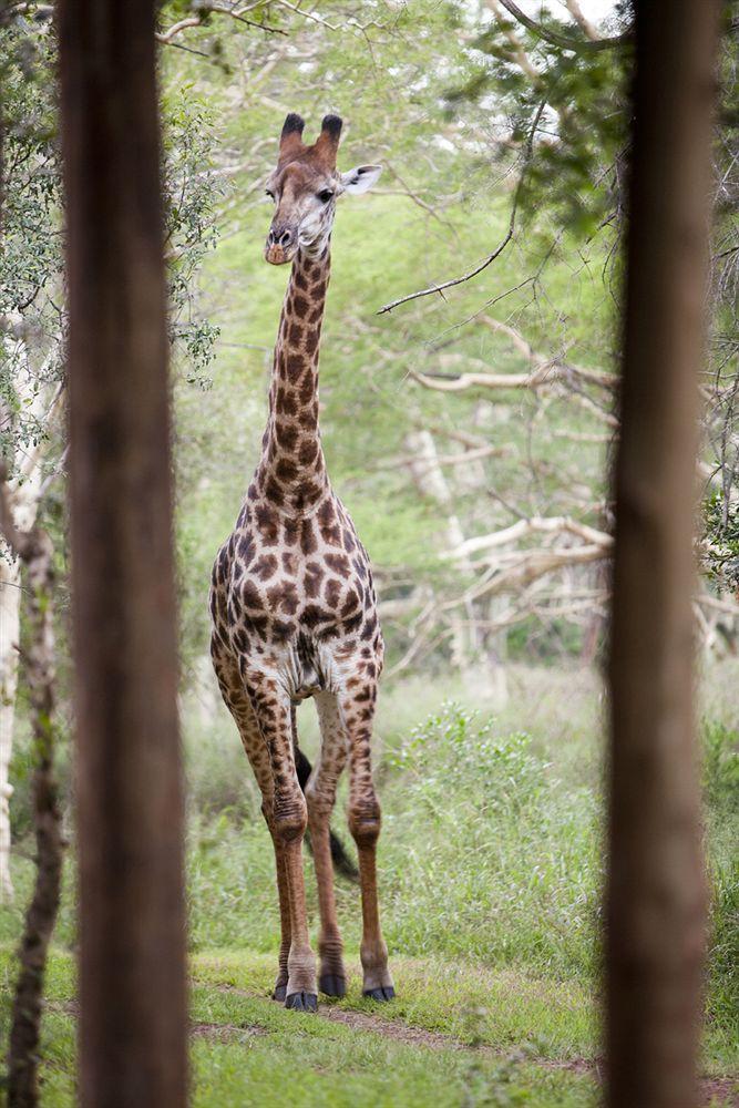 Zululand Safari Lodge Hluhluwe Exterior foto